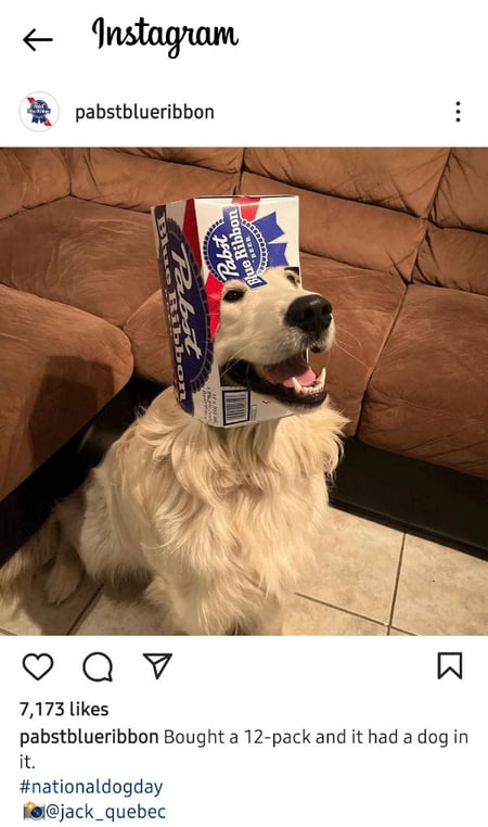 pabst-instagram-funny-post.jpg An Instagram post by Pabst Blue Ribbon of a dog with an empty case of Pabst beer on its head.